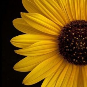 Meet your Posher, Candy